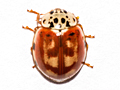 Harmonia quadripunctata